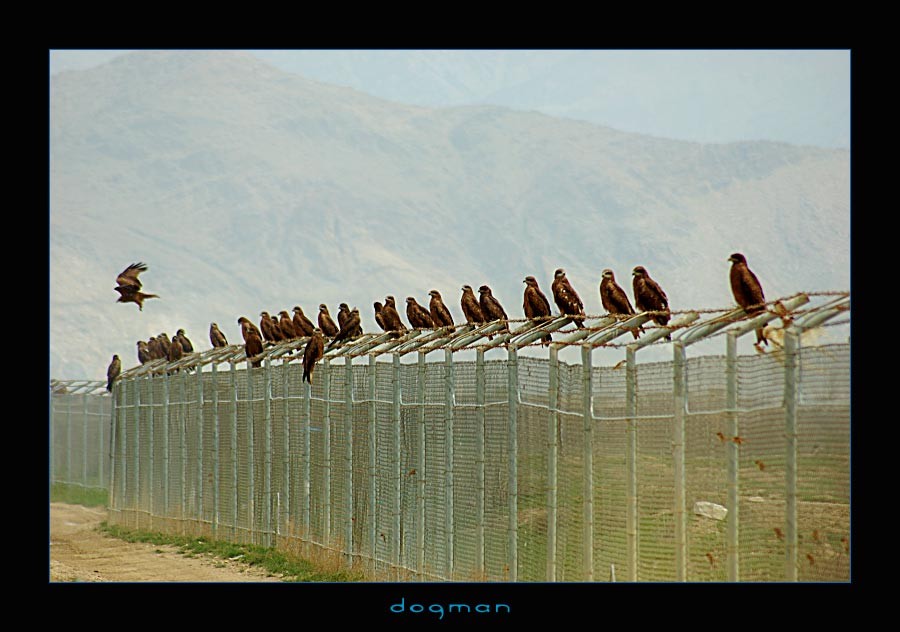 bagram25