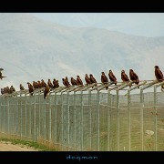 bagram25