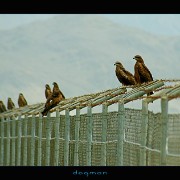 bagram27