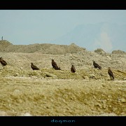bagram28