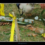 eod11