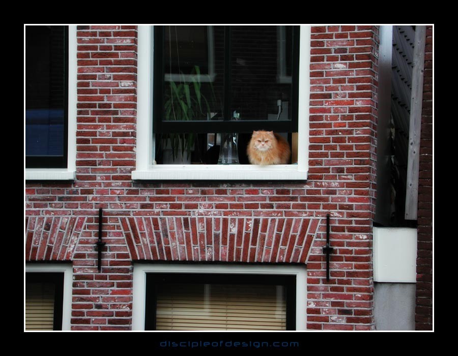 amsterkitty