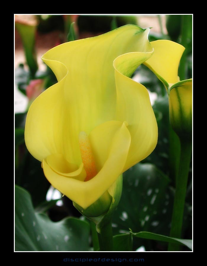 keukcalla01