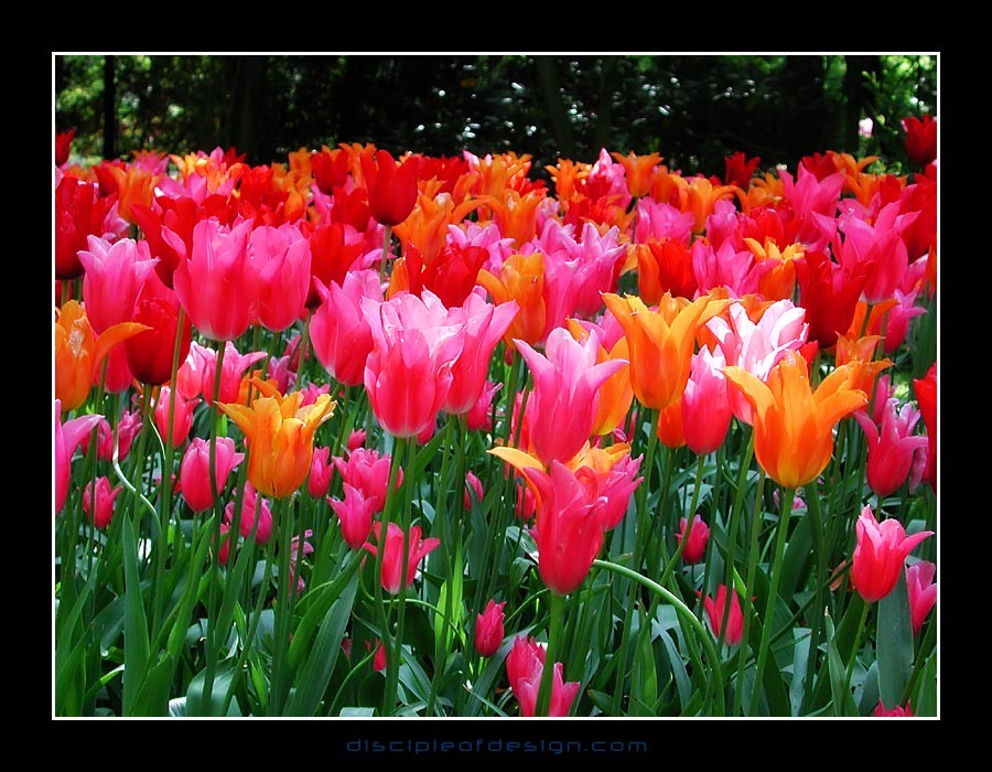 keukenhof03
