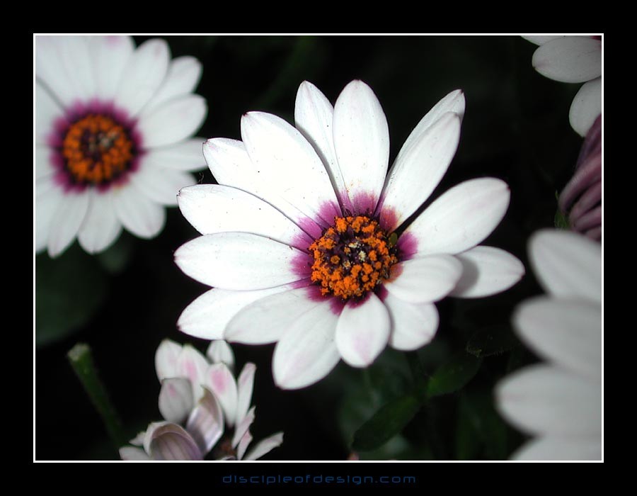 keukflower03