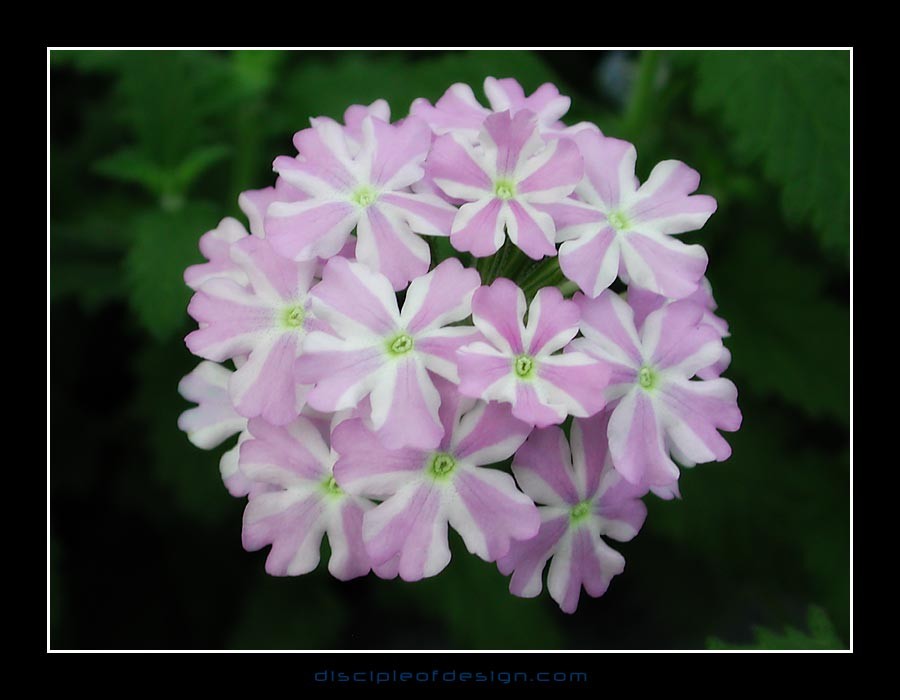 keukflower05