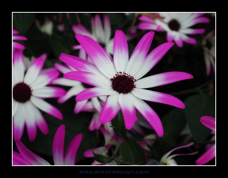 keukflower06