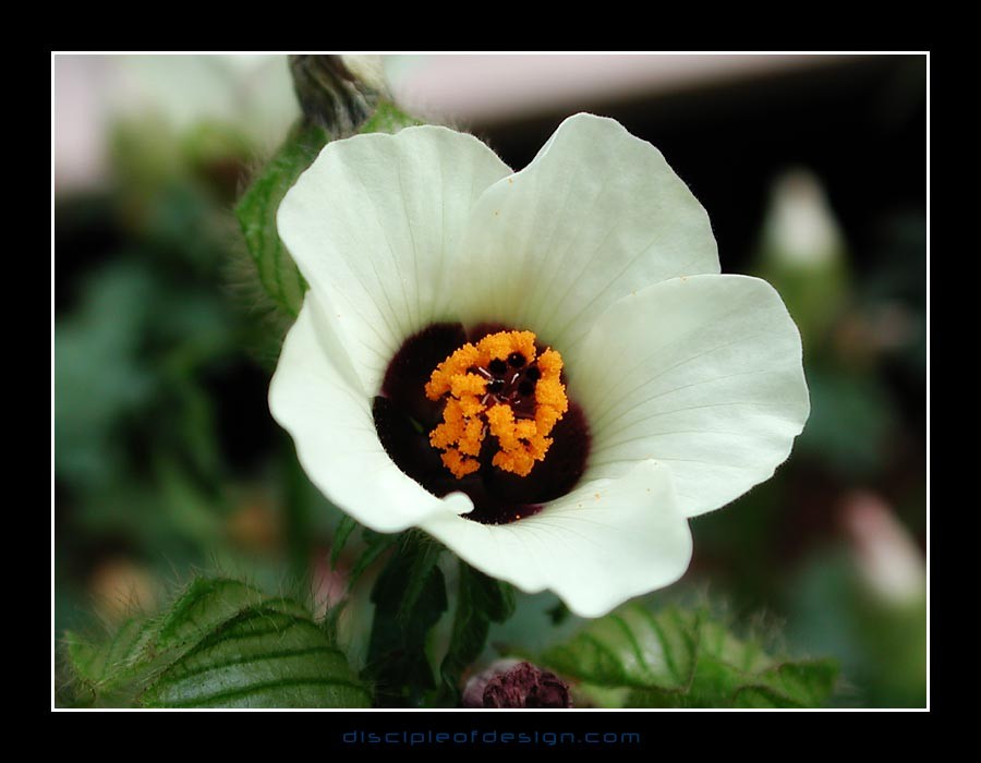 keukflower09