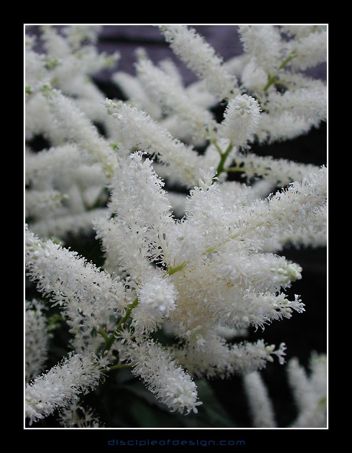 keukflower11