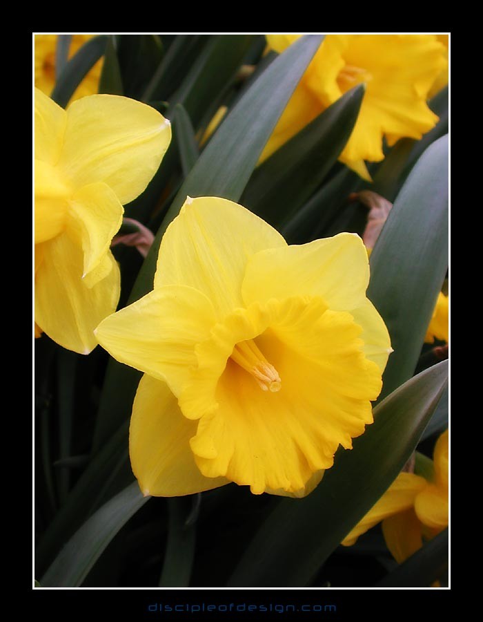 keukflower12