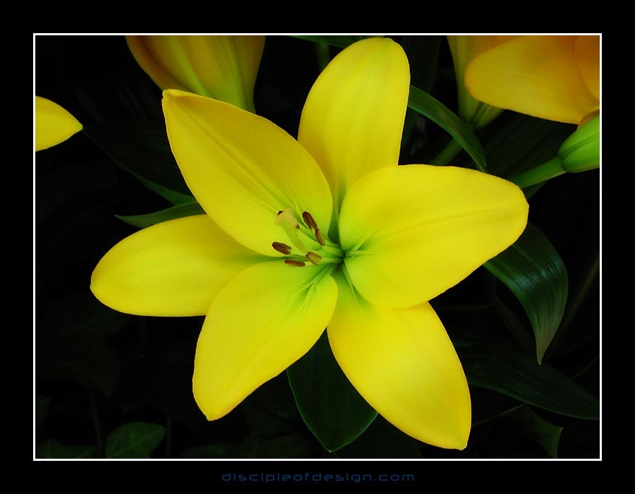 keuklilly01