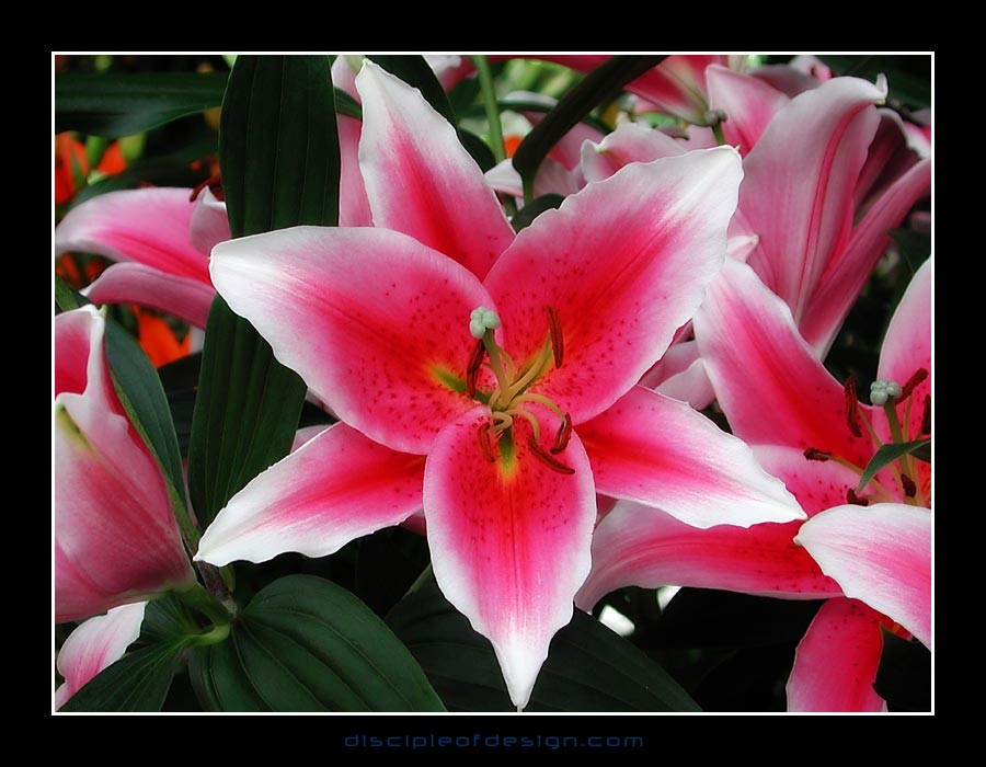keuklilly02