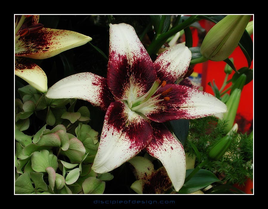 keuklilly03