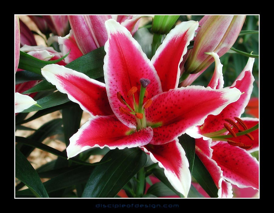 keuklilly05