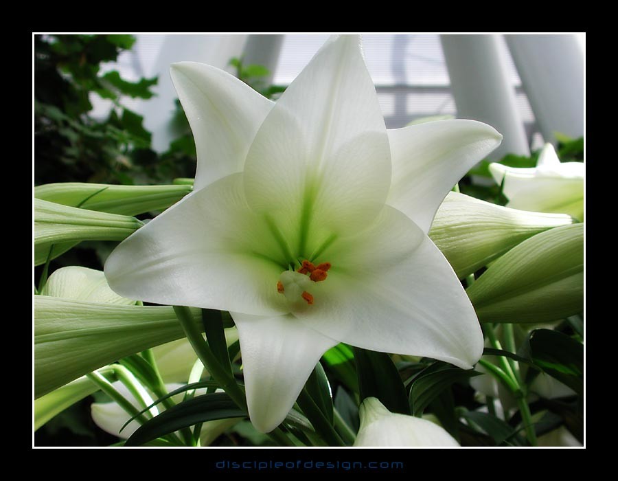 keuklilly07