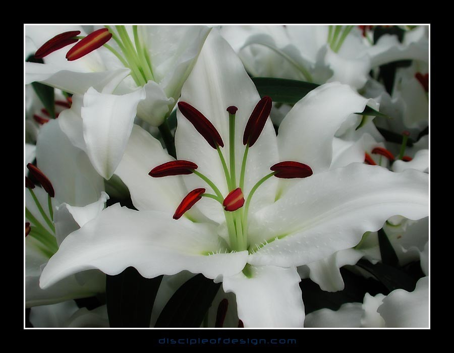 keuklilly08