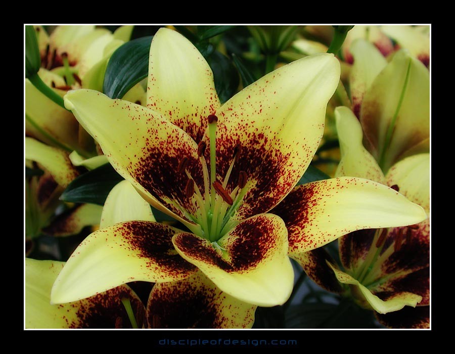 keuklilly09