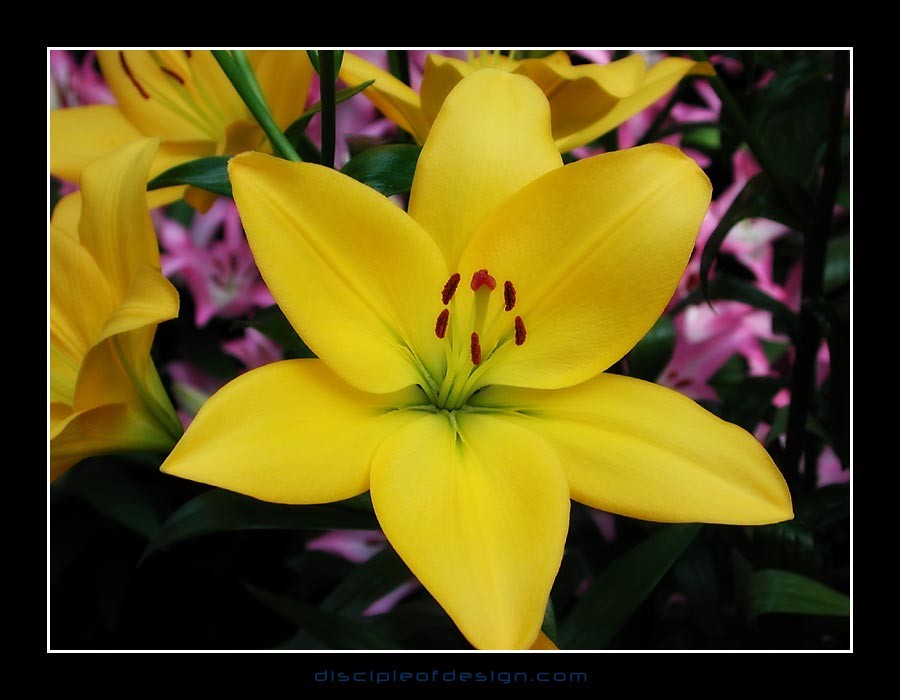 keuklilly10