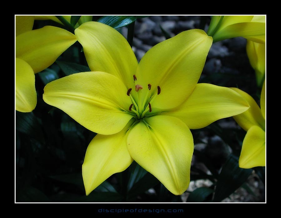 keuklilly11