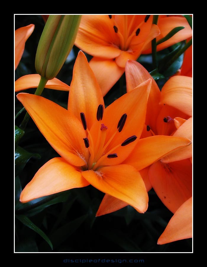 keuklilly13