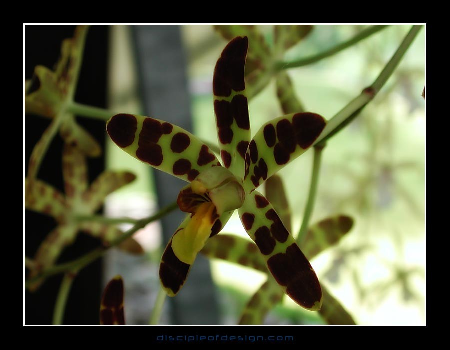 keukorchid01