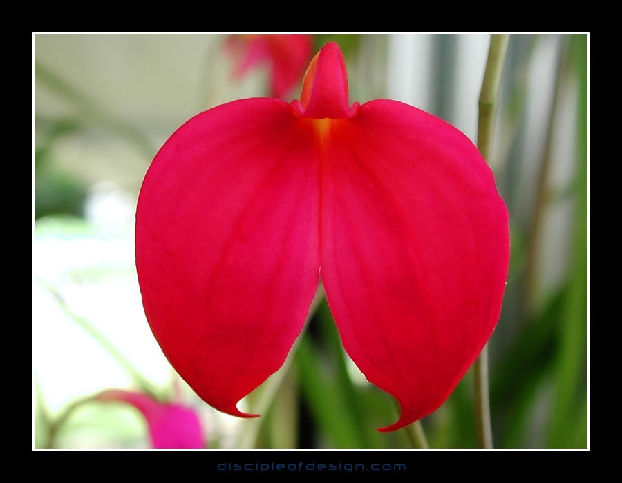 keukorchid03
