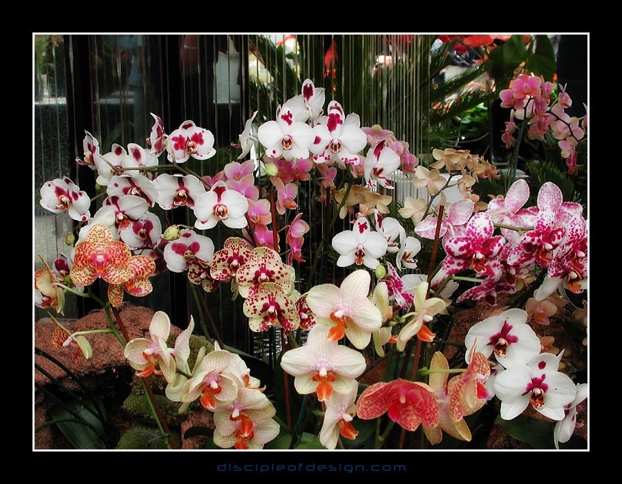keukorchid04