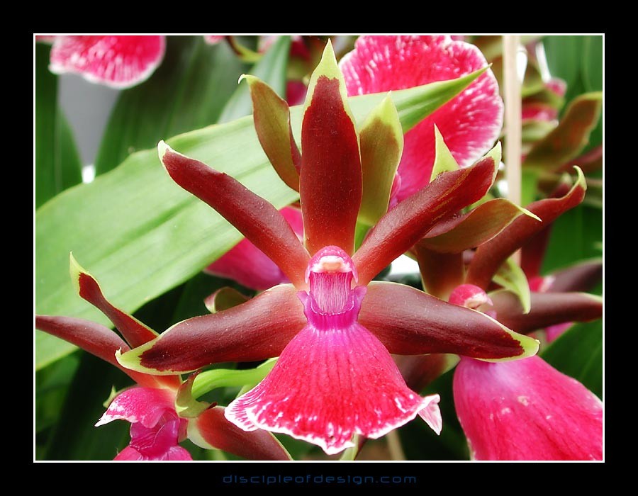 keukorchid05