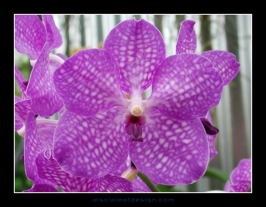 keukorchid06