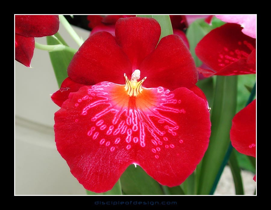 keukorchid07