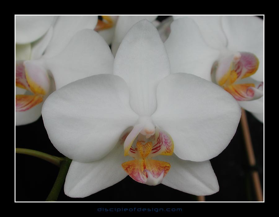 keukorchid09