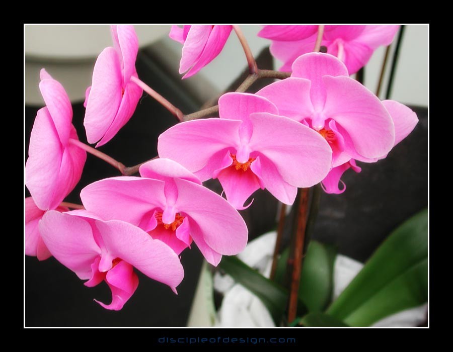 keukorchid10