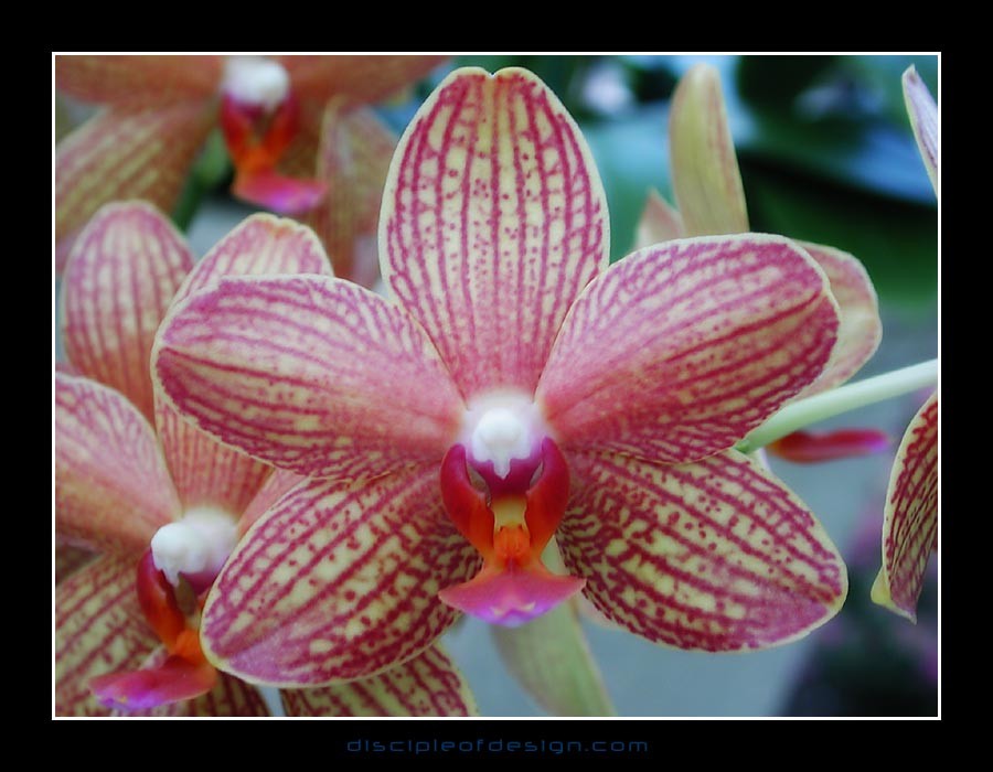 keukorchid11