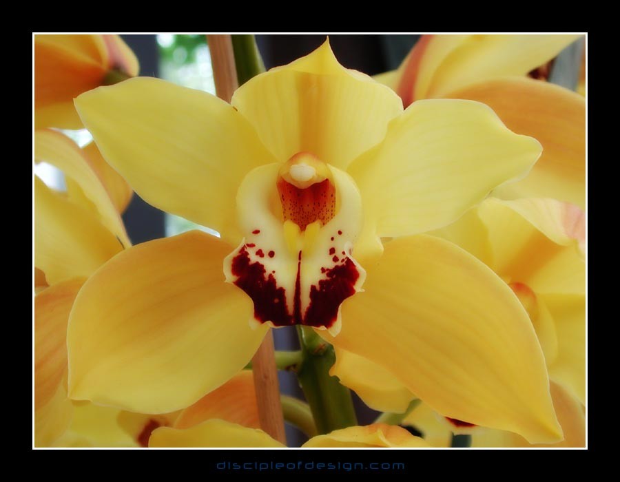 keukorchid12