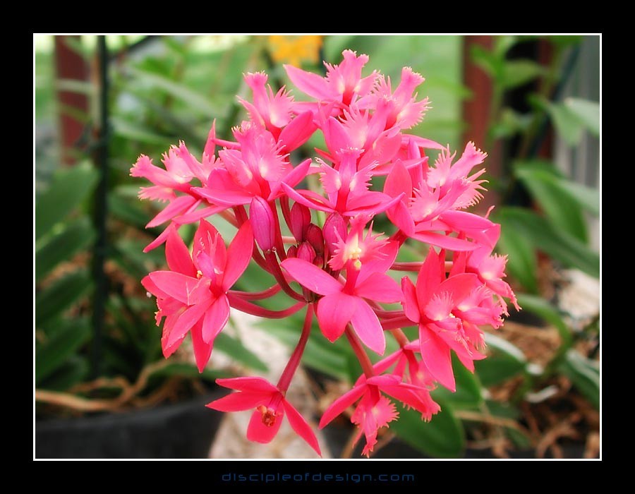 keukorchid13