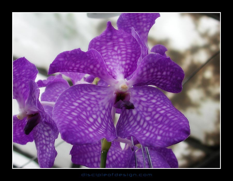 keukorchid14
