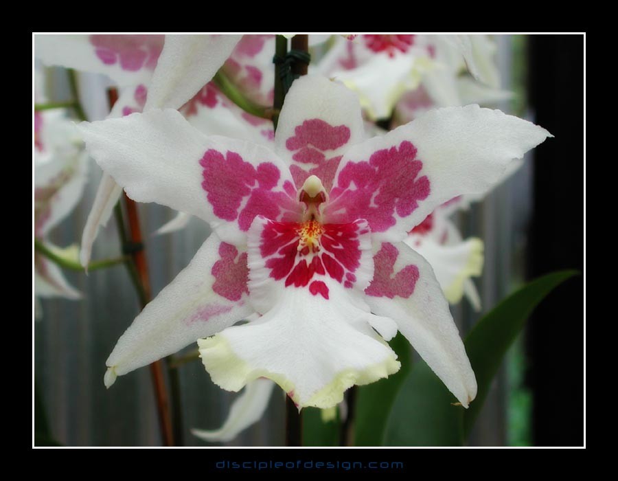 keukorchid15~0
