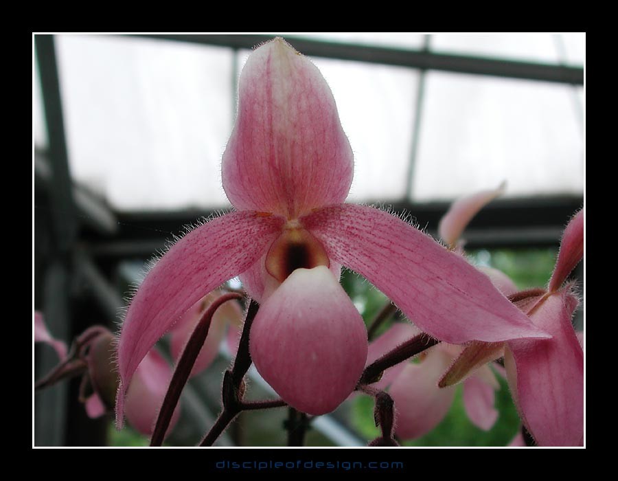 keukorchid16