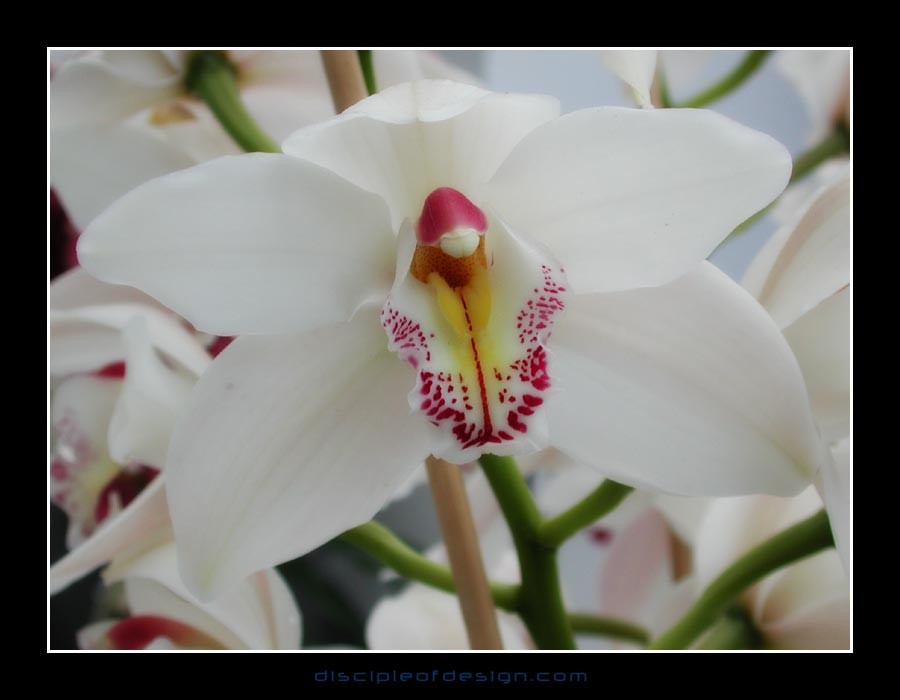keukorchid17