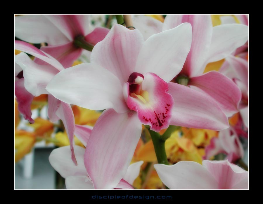 keukorchid18