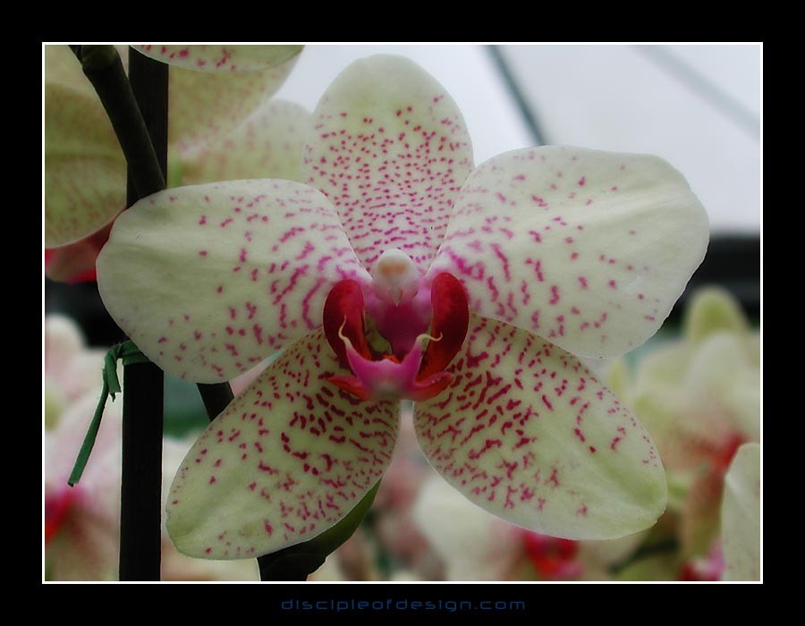 keukorchid19