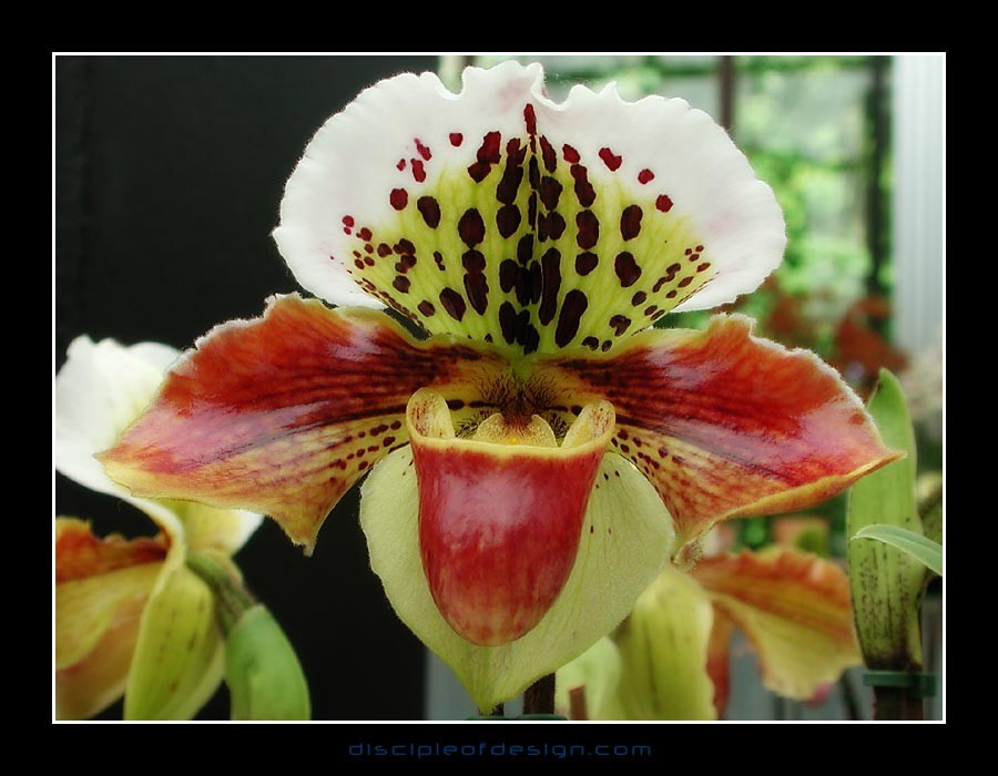 keukorchid20