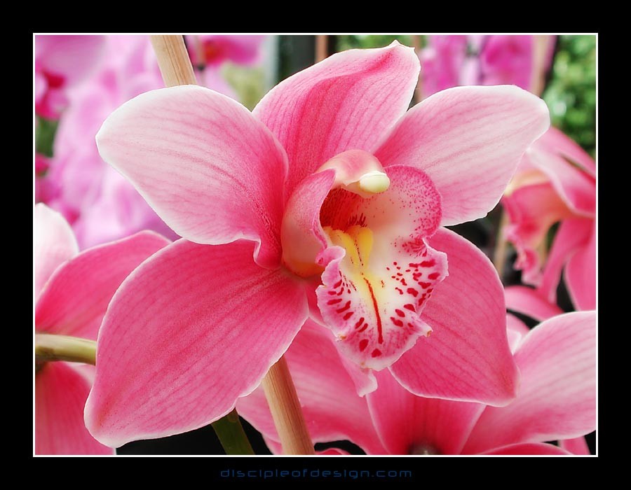 keukorchid21