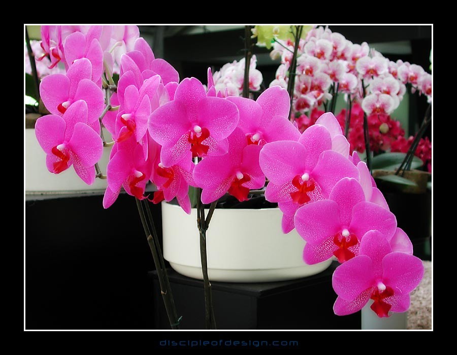 keukorchid22