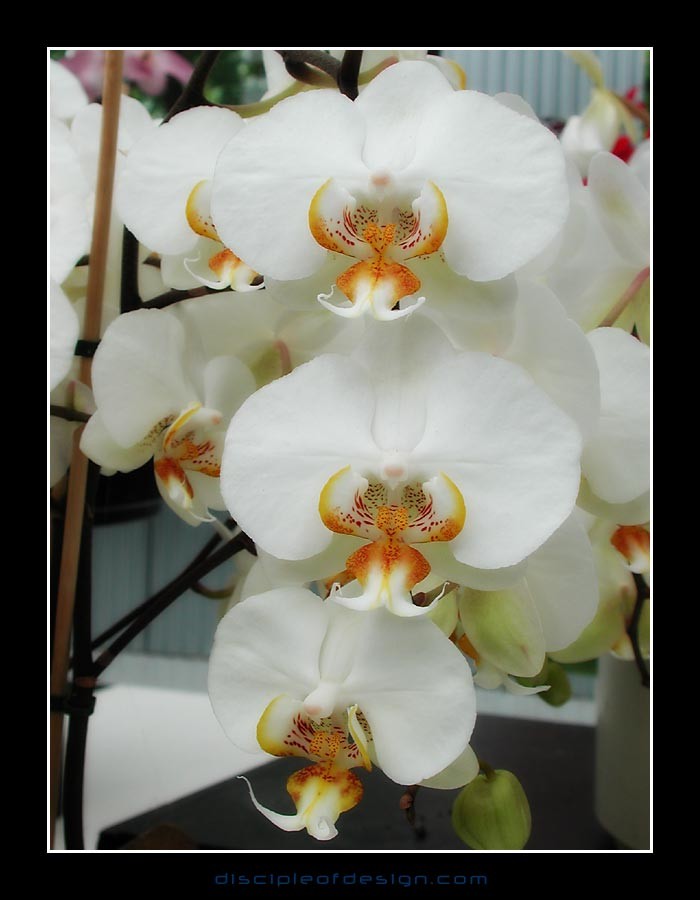 keukorchid24