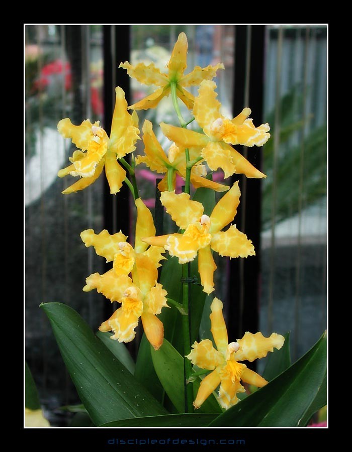 keukorchid25