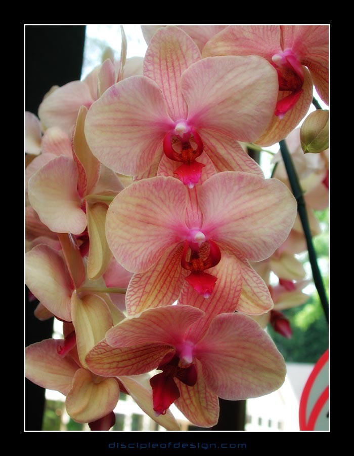 keukorchid27