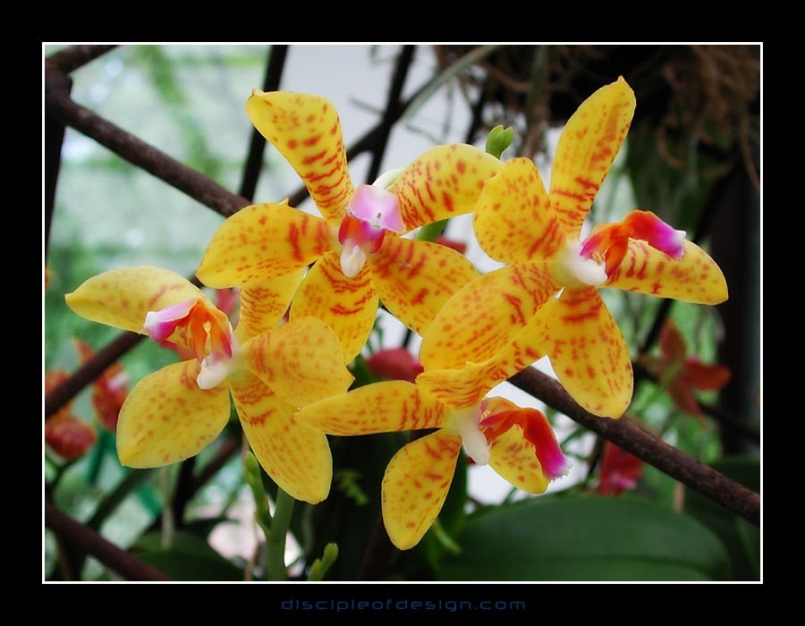 keukorchid28