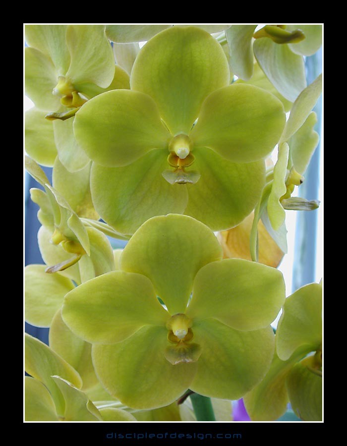 keukorchid29