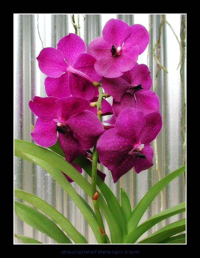 keukorchid30